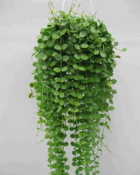 storage/photos/32/Botany_plant/1734774974.png