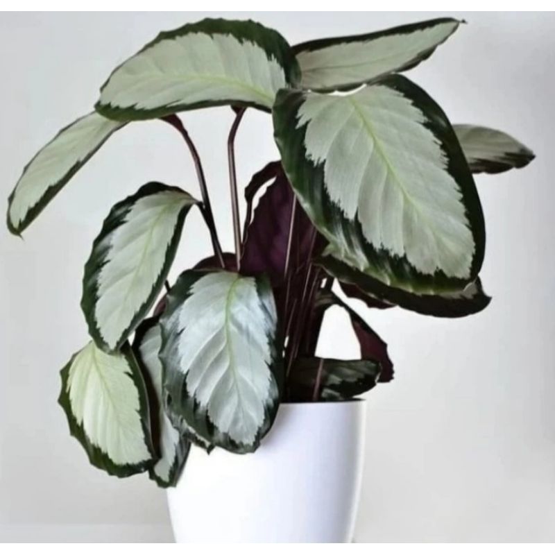 storage/photos/32/Botany_plant/1758611464.jpg