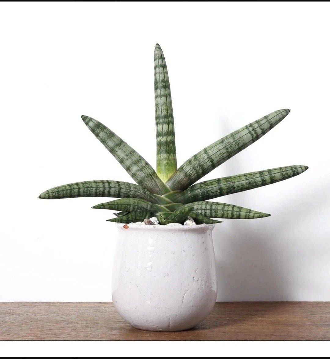 storage/photos/32/Botany_plant/1758616198.jpg