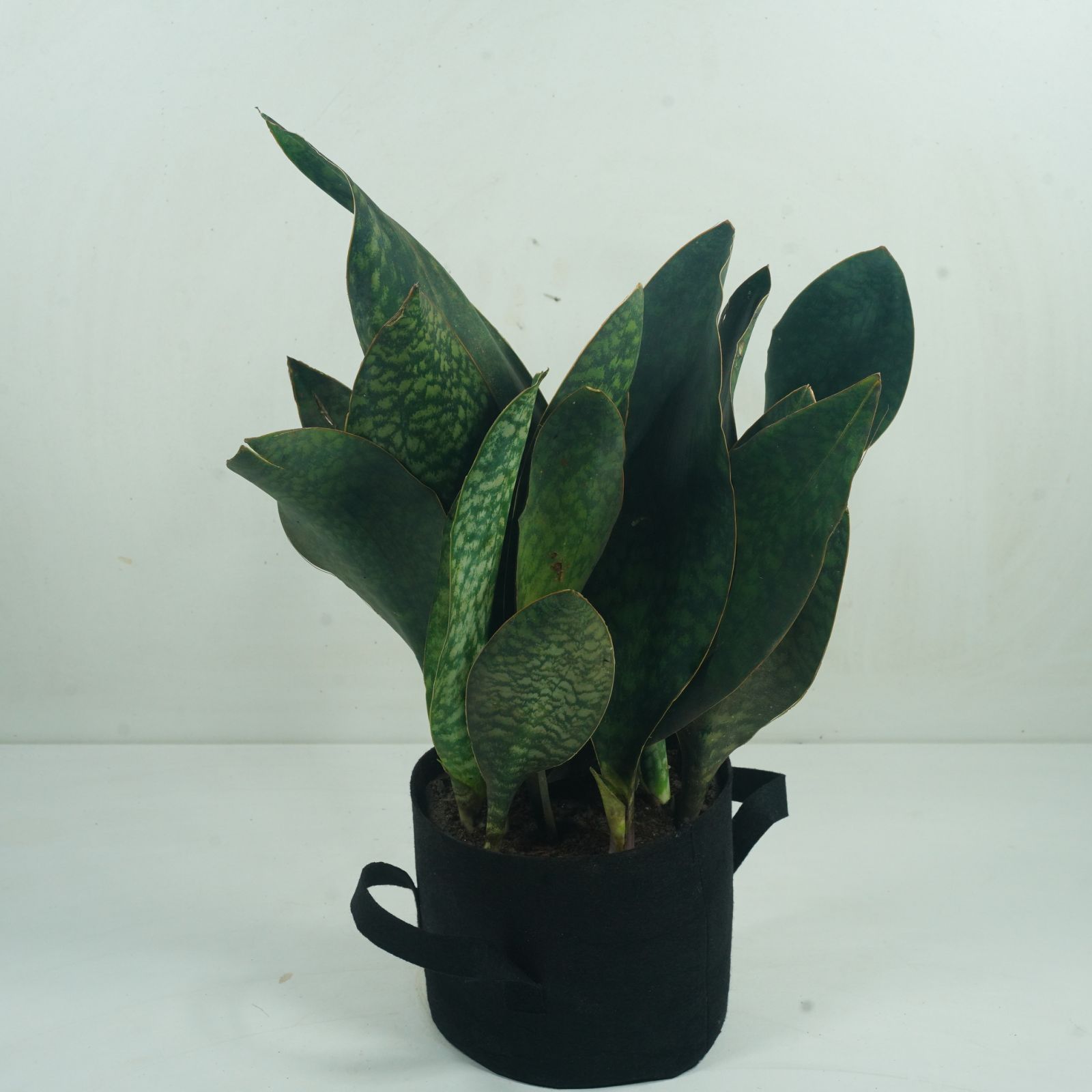 storage/photos/32/Botany_plant/1758616781.jpg