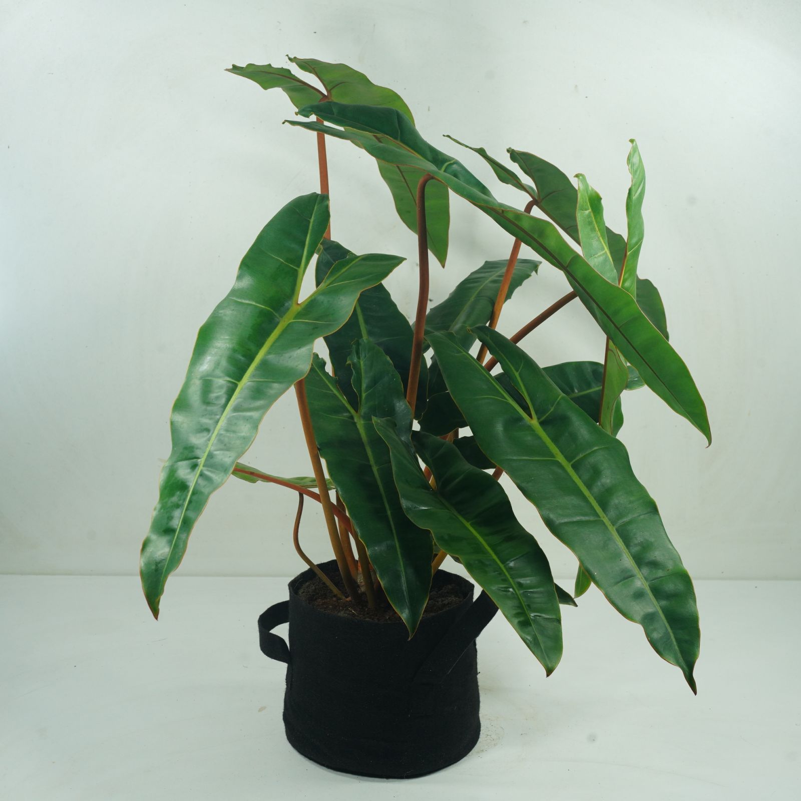 storage/photos/32/Botany_plant/1758617344.jpg