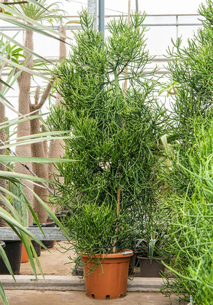 storage/photos/32/Botany_plant/1758618398.jpg