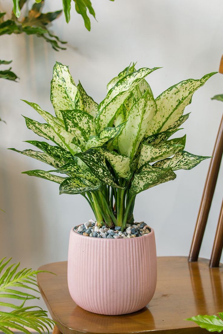 storage/photos/32/Botany_plant/1758619467.jpg