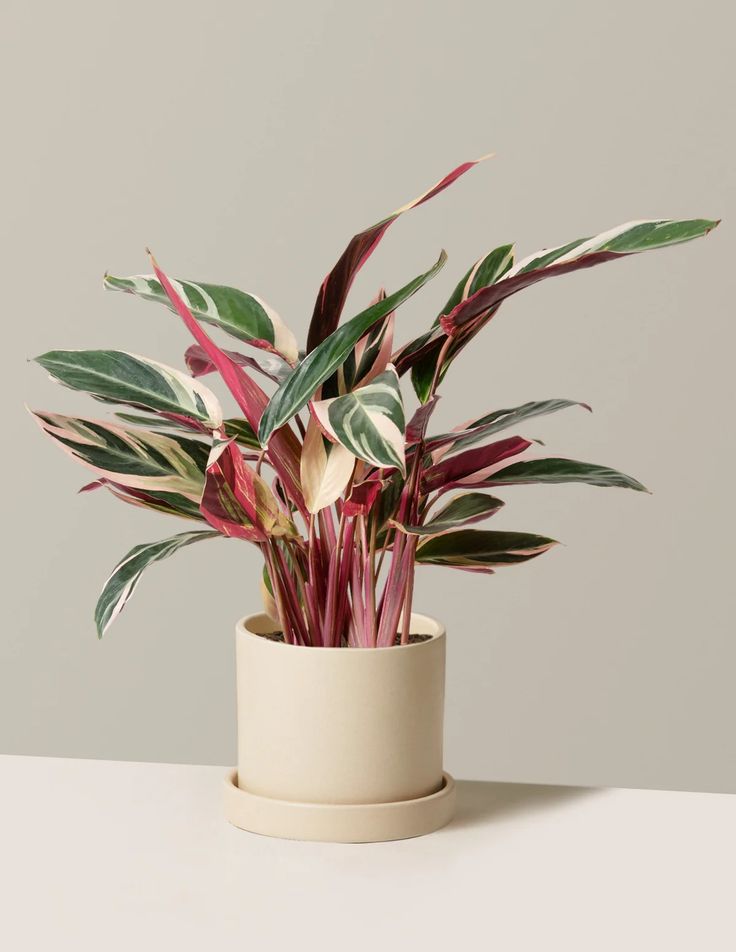 storage/photos/32/Botany_plant/1758622370.jpg