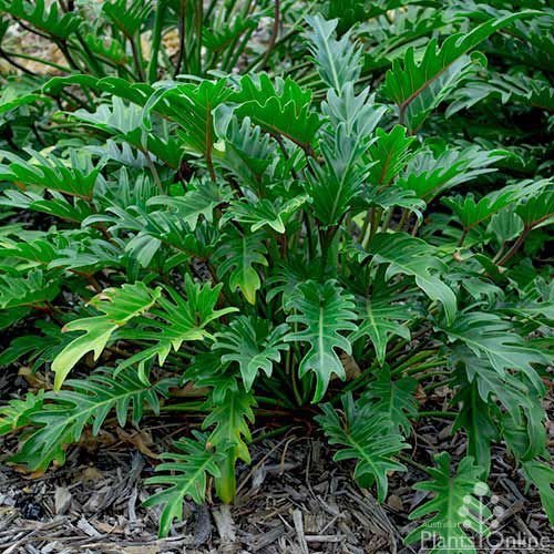 storage/photos/32/Botany_plant/1758623331.jpg