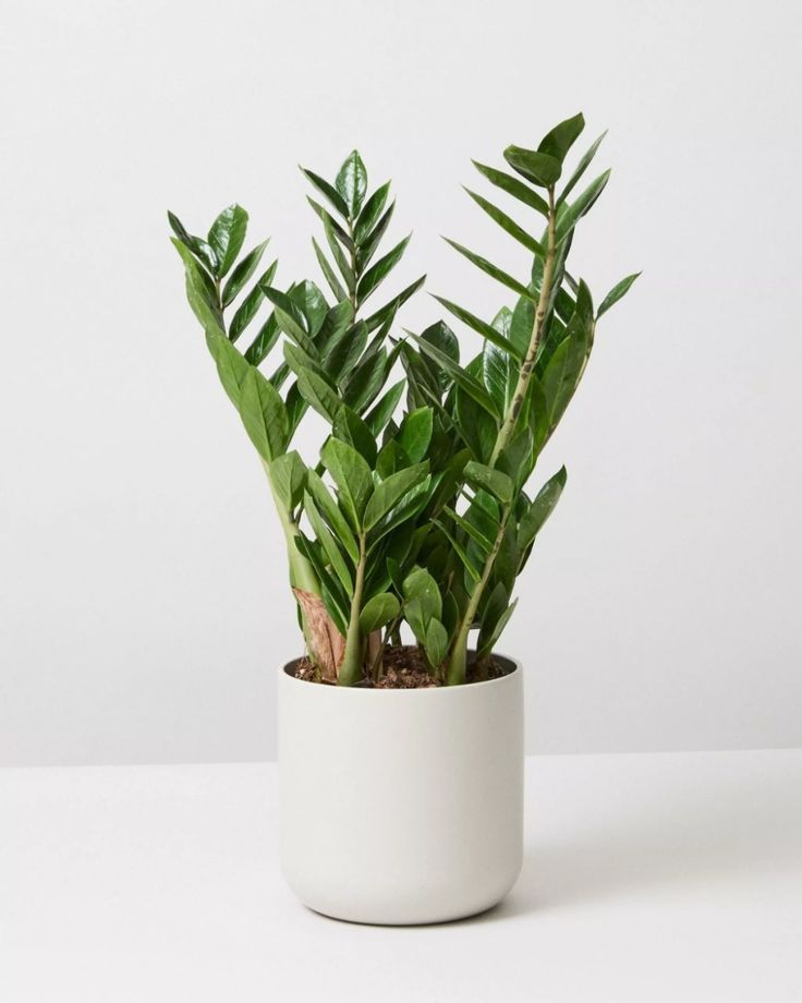 storage/photos/32/Botany_plant/1758626644.jpg