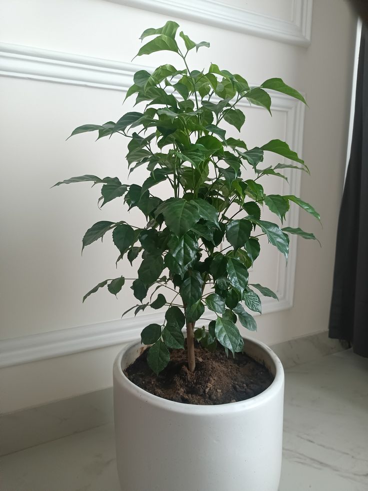 storage/photos/32/Botany_plant/1758687182.jpg