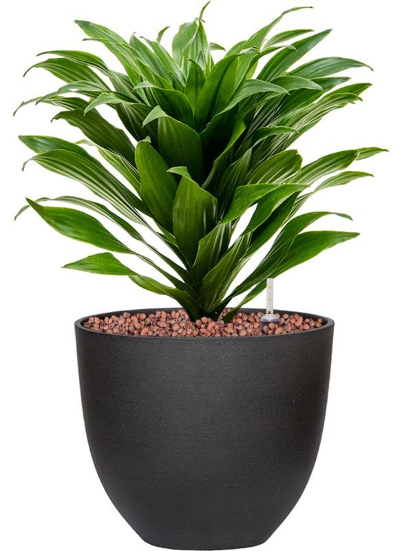 storage/photos/32/Botany_plant/1758687746.jpg