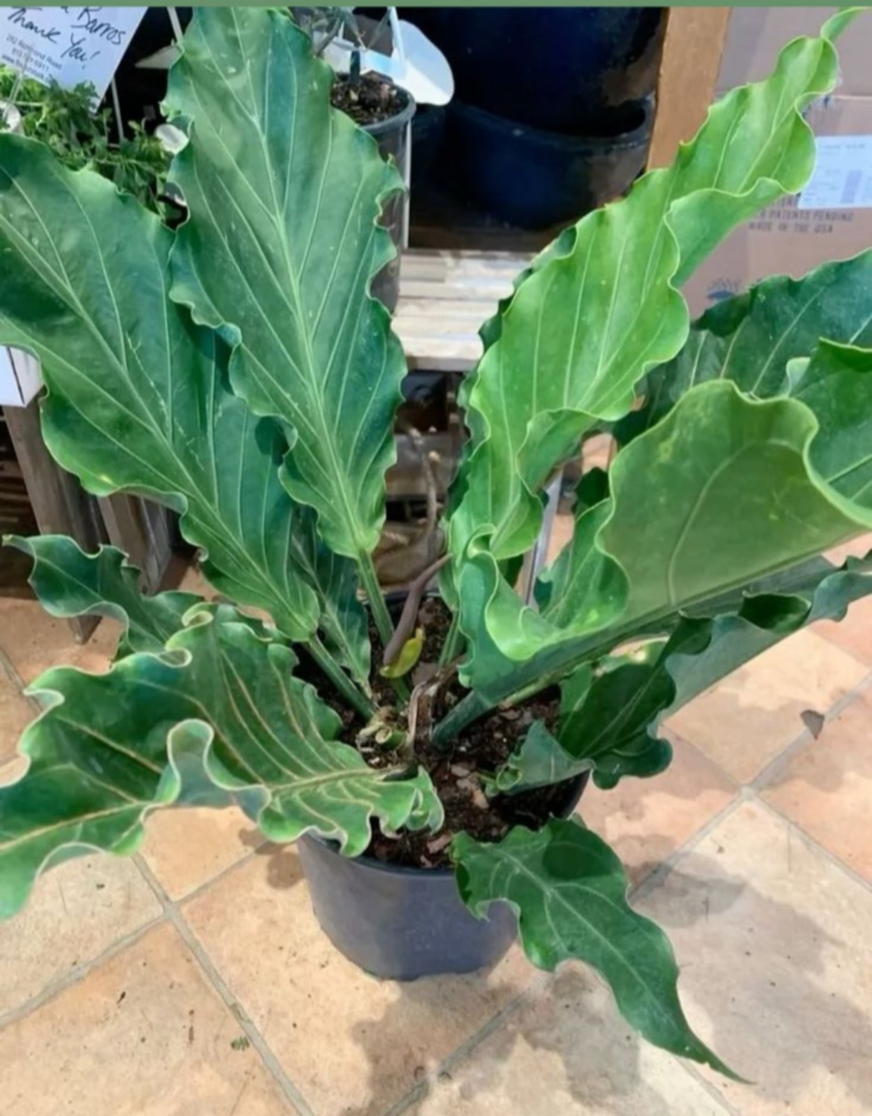 storage/photos/32/Botany_plant/1758688643.jpg