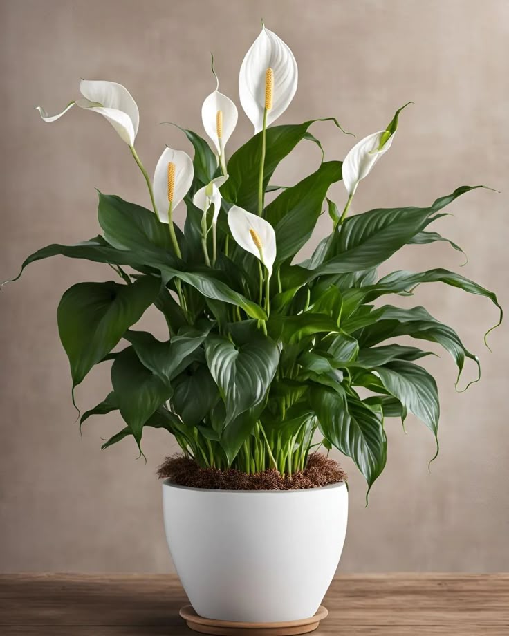 storage/photos/32/Botany_plant/1758689857.jpg