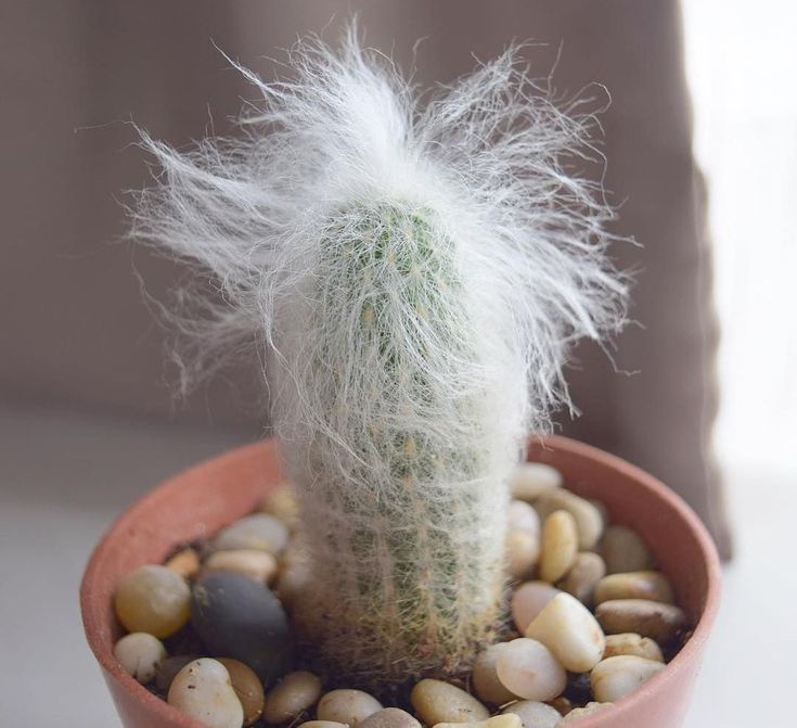 storage/photos/32/Botany_plant/1758691891.jpg