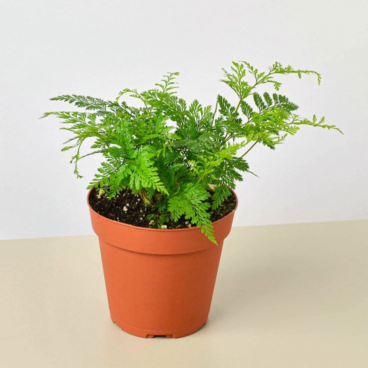 storage/photos/32/Botany_plant/1758692768.jpg