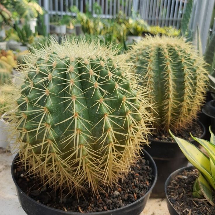 storage/photos/32/Botany_plant/1758697502.jpg