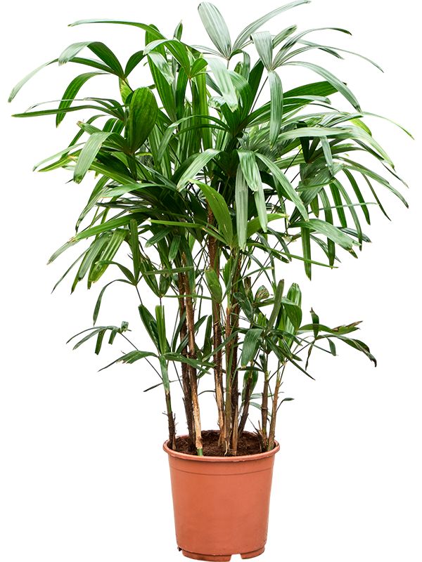 storage/photos/32/Botany_plant/1758700437.jpg