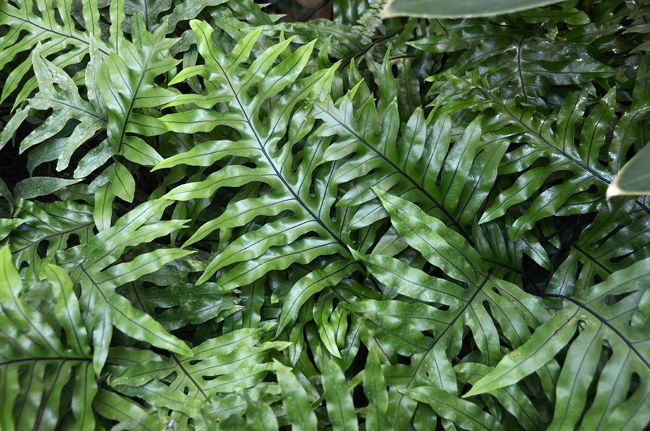 storage/photos/32/Botany_plant/1758703234.jpg