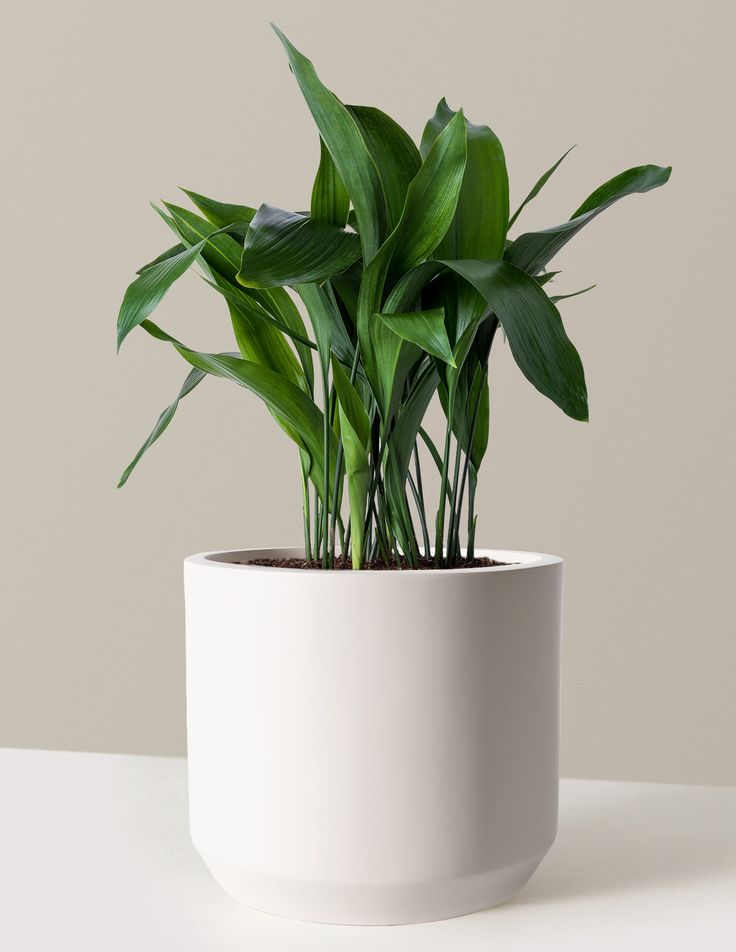 storage/photos/32/Botany_plant/1758703937.jpg