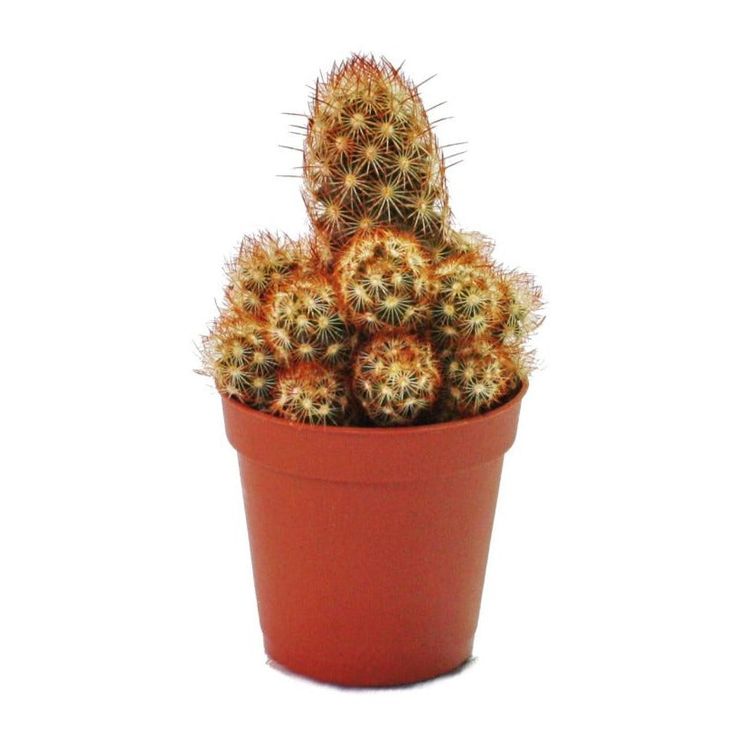 storage/photos/32/Botany_plant/1758704888.jpg