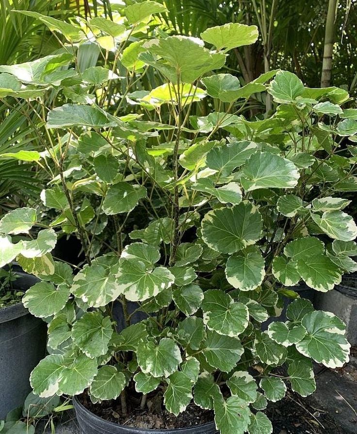 storage/photos/32/Botany_plant/1758705480.jpg