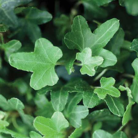 storage/photos/32/Botany_plant/1758711893.jpg