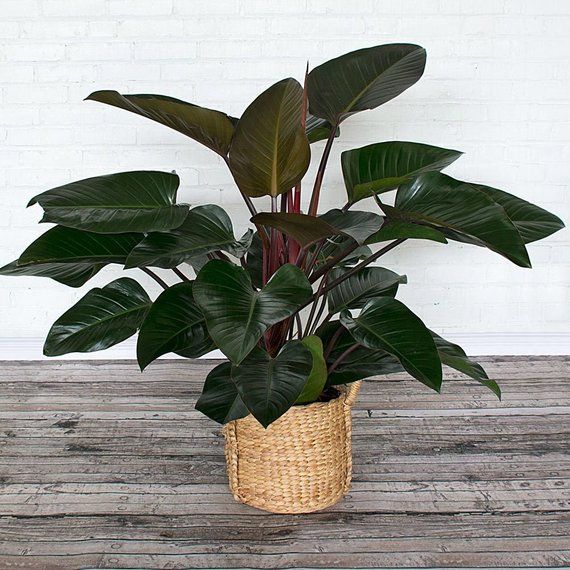 storage/photos/32/Botany_plant/1758714048.jpg