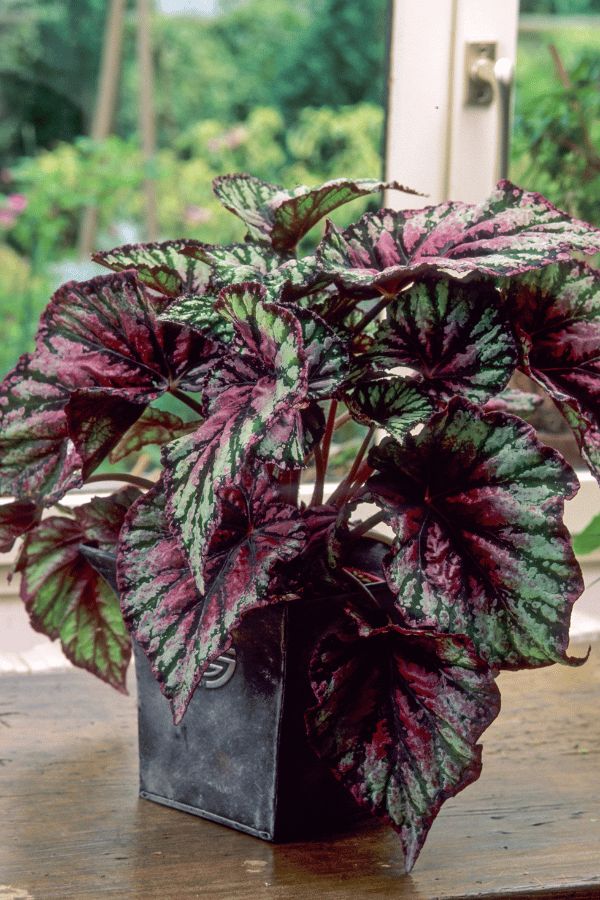 storage/photos/32/Botany_plant/1758714890.jpg