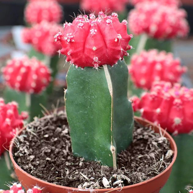 storage/photos/32/Botany_plant/1758774937.jpg