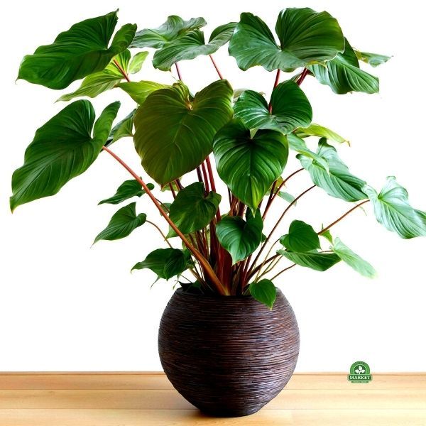 storage/photos/32/Botany_plant/1758775668.jpg