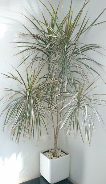 storage/photos/32/Botany_plant/1758954183.jpg
