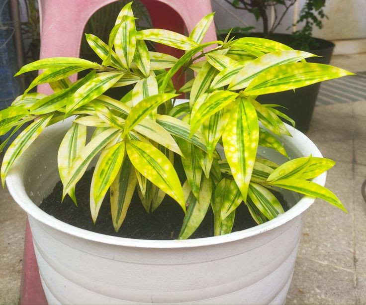 storage/photos/32/Botany_plant/1758970546.jpg