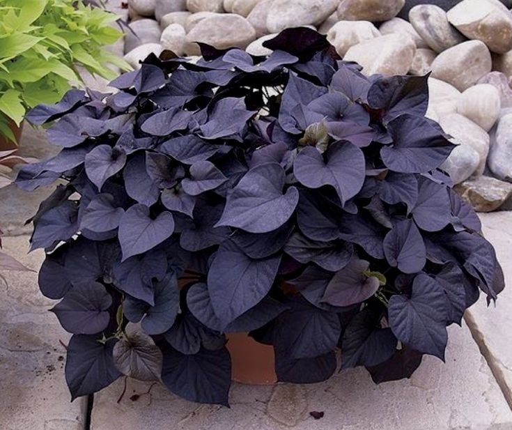 storage/photos/32/Botany_plant/1758971105.jpg