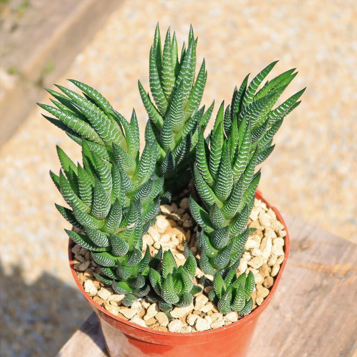 storage/photos/32/Botany_plant/1758972105.jpg