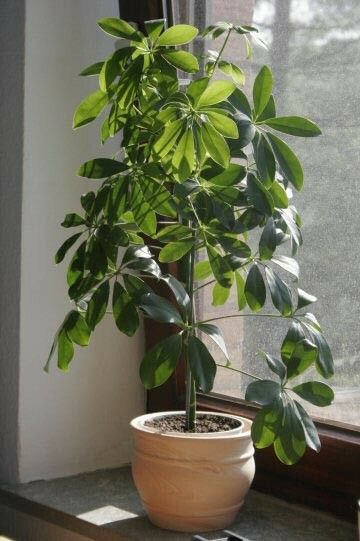 storage/photos/32/Botany_plant/1759203756.jpg