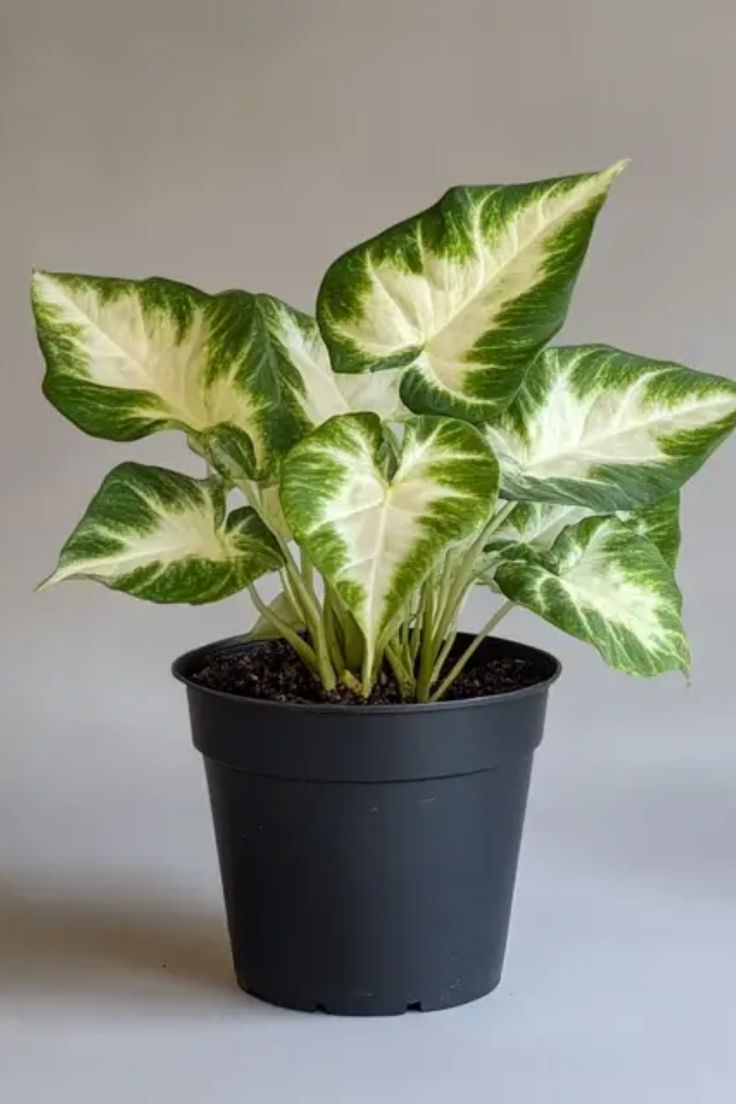 storage/photos/32/Botany_plant/1759209797.jpg