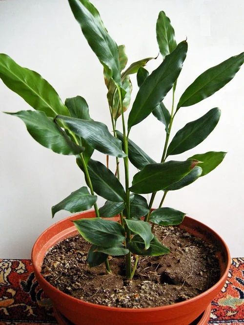 storage/photos/32/Botany_plant/1759313271.jpg