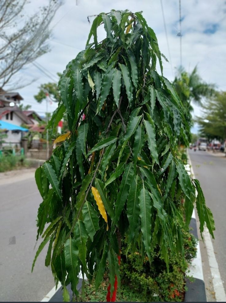 storage/photos/32/Botany_plant/1759313710.jpg