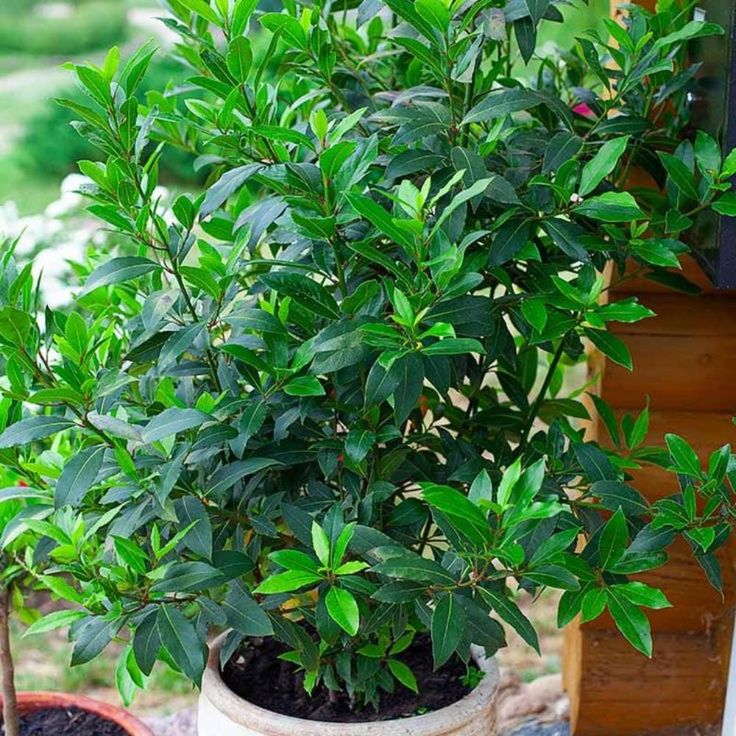 storage/photos/32/Botany_plant/1759314157.jpg