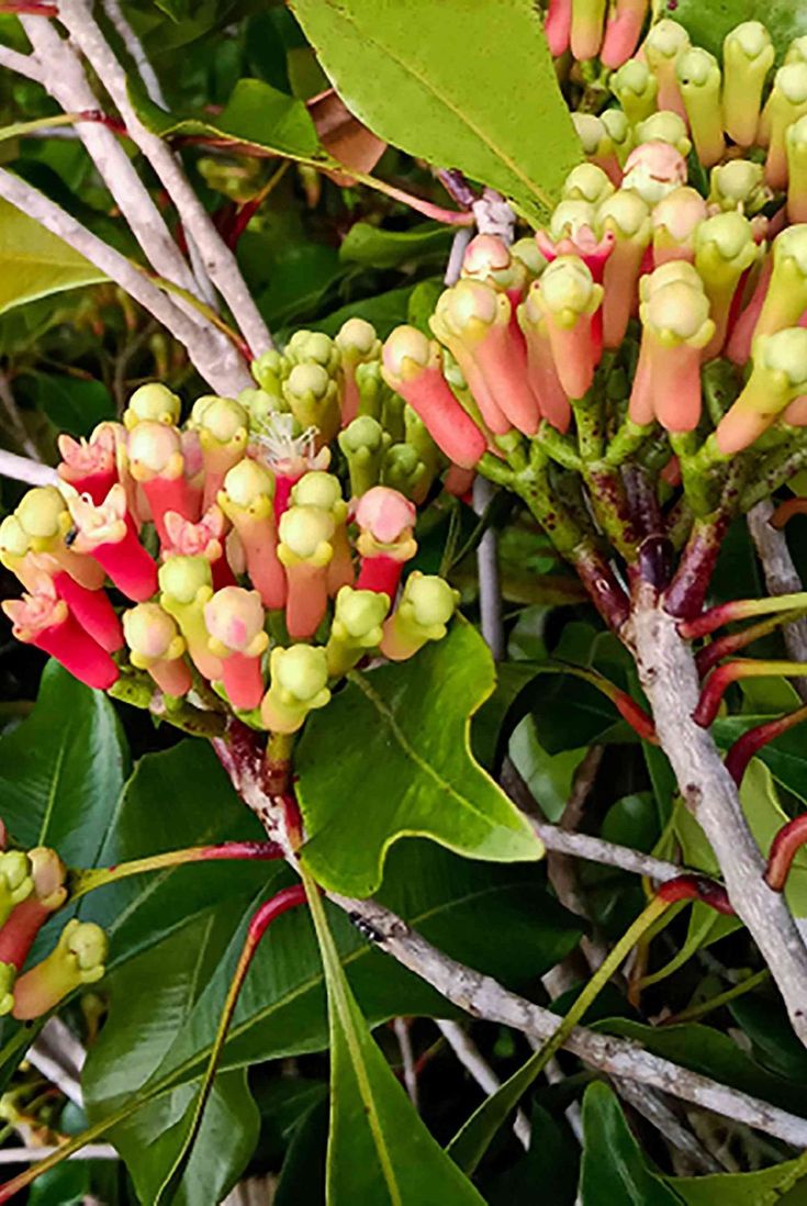storage/photos/32/Botany_plant/1759314636.jpg