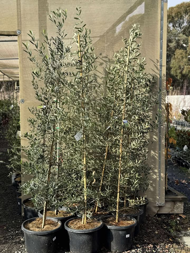 storage/photos/32/Botany_plant/1759315077.jpg
