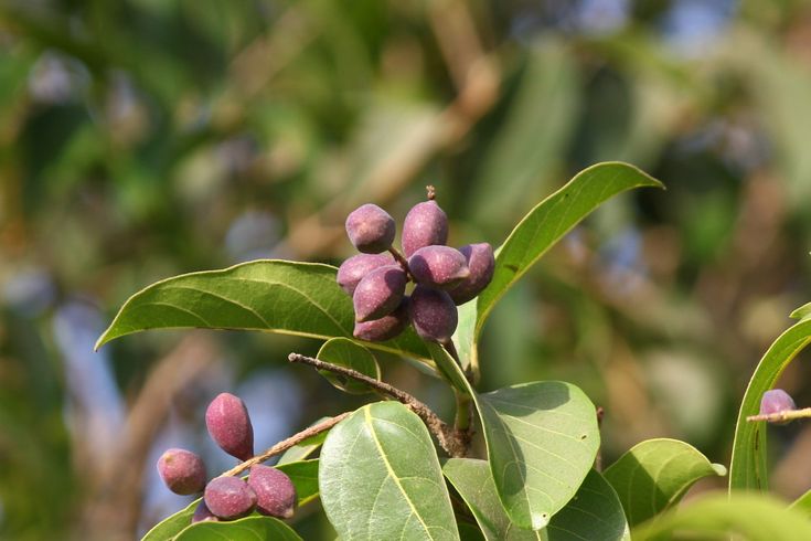 storage/photos/32/Botany_plant/1759315872.jpg